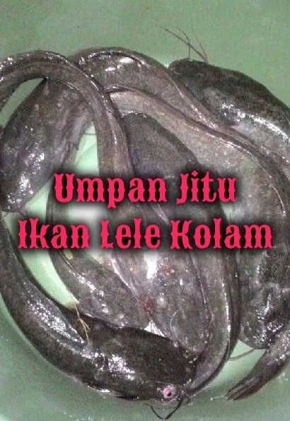 (Umpan) dan Cara Jitu Mancing Ikan Lele Di Kolam