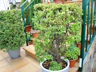 Espino de fuego o piracanta (Pyracantha coccinea M.Roem.).