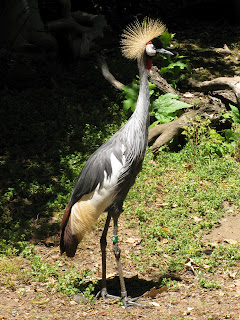 A standing crane