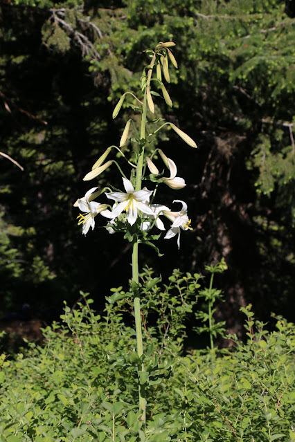 Лилия Вашингтон (Lilium washingtonianum)