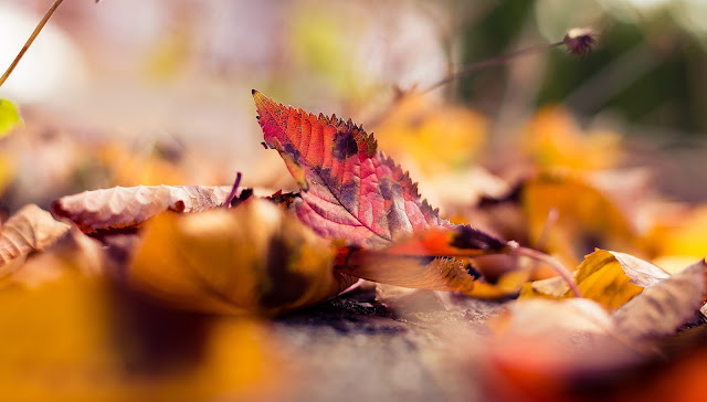 autumn leaves, colors, macro photography, desktop, wallpaper, screensaver, backgrounds, nature, macro, close-up, leaf, colored, fall leaves