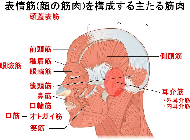 表情筋 顔の筋肉 の構造 作用と鍛え方 筋力トレーニング 公式 公益社団法人 日本パワーリフティング協会