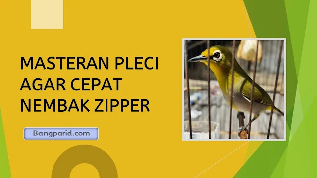 MASTERAN PLECI AGAR CEPAT NEMBAK ZIPPER