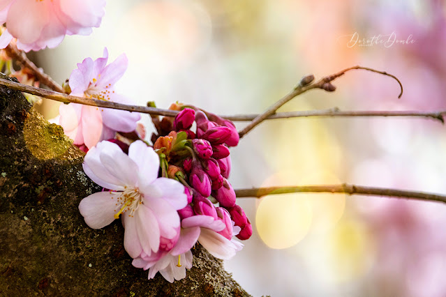 cherry blossoms, Frühling, spring, Dorothe Domke photoart, Fotokunst, macro, makro, Nahaufnahme,