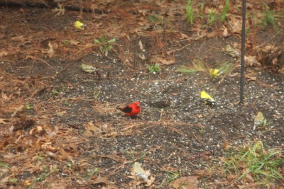 goldfinches and scarlet tanager under feeder