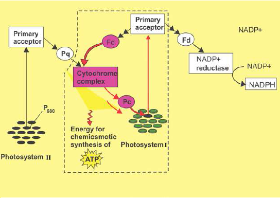 FSc Biology Part 1 XI 11th Chapter 11 Bioenergetics Notes Long Questions fscnotes0