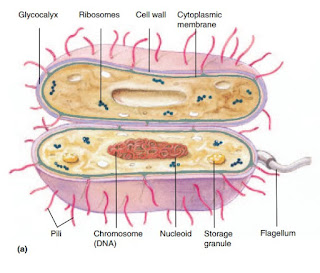 anatomie bactérienne