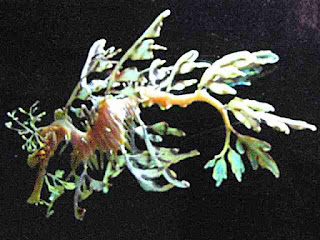 Sea Dragon Birch Aquarium La Jolla California (c)David Ocker