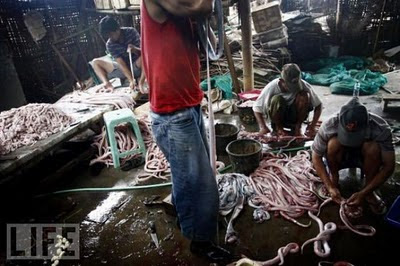 Snake Burger Cultural Preferences In Indonesia