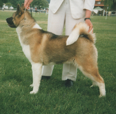 Akita Inu breed Images