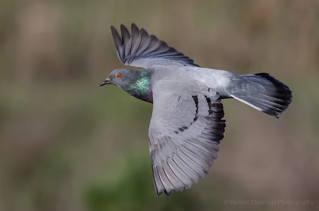 Rock Pigeon in Flight Table Bay Nature Reserve Woodbridge Island Vernon Chalmers Photography