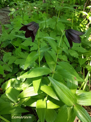 Рябчик камчатский (Fritillaria camschatcensis)