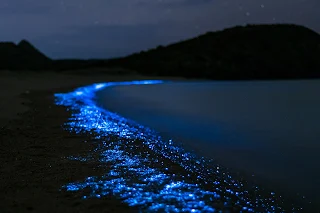 sparkling beach due to bioluminescence