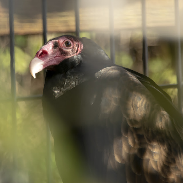 Animal Rescue conservation Folsom California Fur Zoo feathers beak bald head