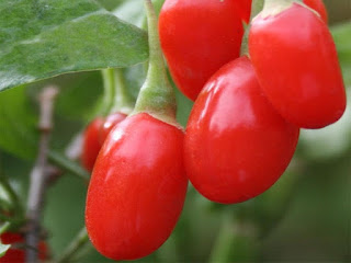 Wolfberry Fruit Pictures