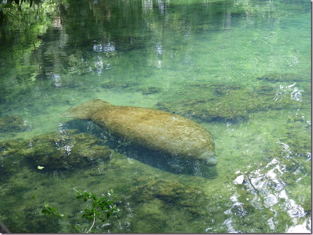 manateeIMG_6702