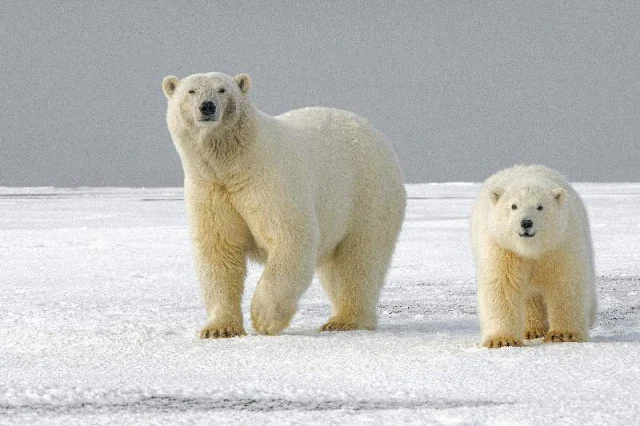 Los osos polares intentan adaptarse al cambio climático, buscando nuevas fuentes de alimento en tierra firme, como bayas, e imitando la hibernación para conservar energía. Sin embargo, a pesar de estos esfuerzos, el estudio revela que ninguna de estas estrategias es suficiente para que los osos polares mantengan su peso corporal.