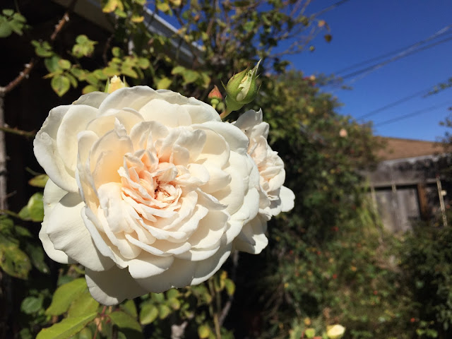 Sombreuil, fragrant_rose