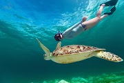 A Torism Object Turtle Concevation Nusa Penida Bali 