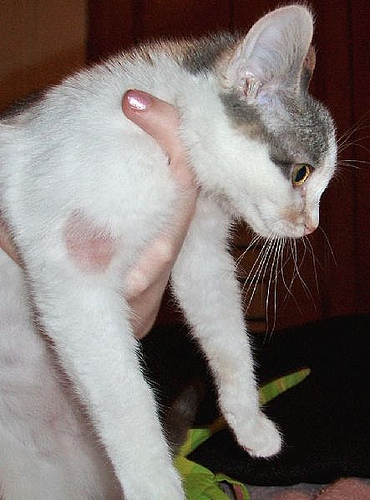Sayang Sayang Cat Care: Punca fungus pada kucing dan cara 