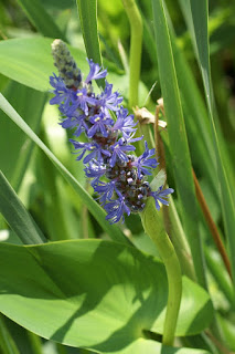 Pontédérie à feuilles en cœur - Pontederia cordata - Pontédérie cordée