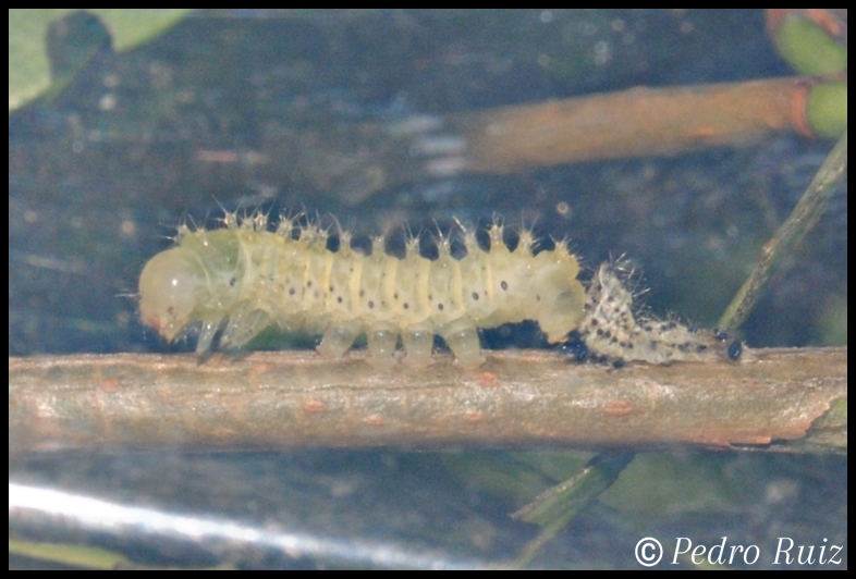 Larva L2 de Samia ricini mudando a L3