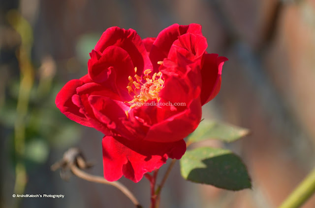 Red Rose, HD, Pic, Rose, Red