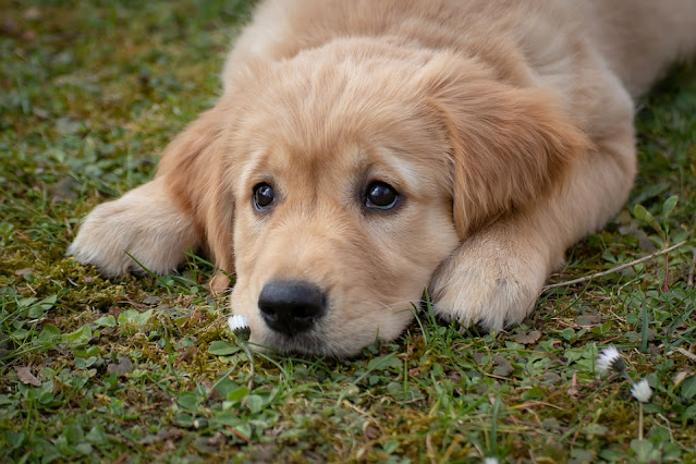 cachorro golden