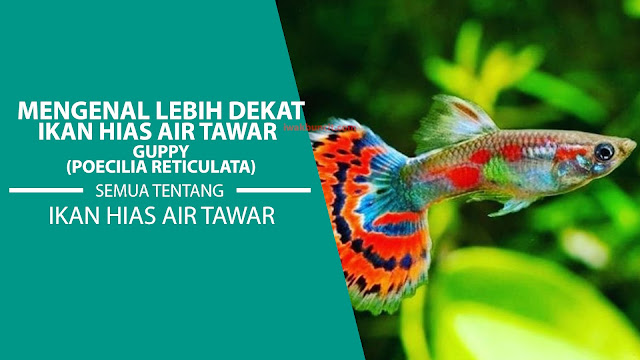 Mengenal Asal Usul dan Habitat Alami Ikan Guppy: Fakta Menarik yang Harus Kamu Ketahui