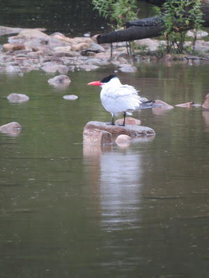 Pottawatomi Conservation Area birds.