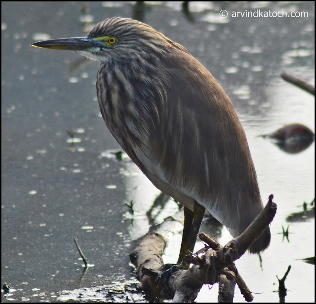 Indian Pond Heron, 