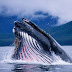 Blue Whale HD Wallpapers