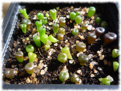 lithops