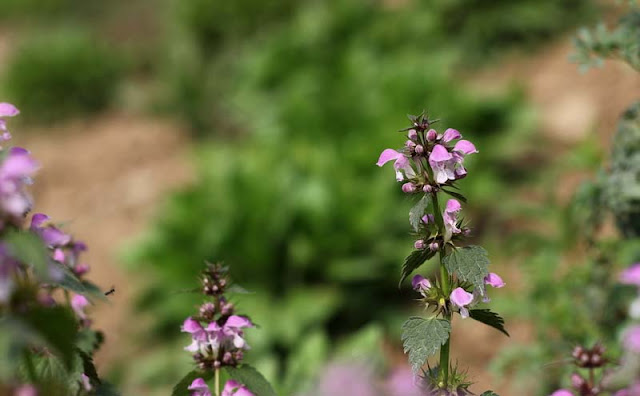 Lamium Maculatum Flowers Pictures