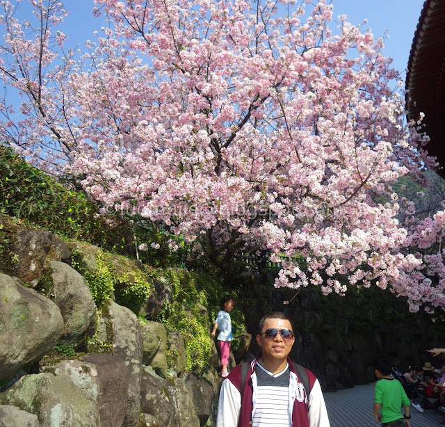 Tianyuan Temple cherry blossom