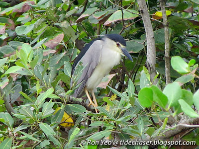 Black-crowned Night Heron (Nycticorax nycticorax)