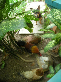 chickens, La Ceiba, Honduras