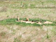 2011 Summer Vacation 4th Post (prairie dog sp )