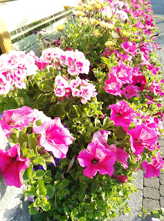 flowers at the forge, Moycullen