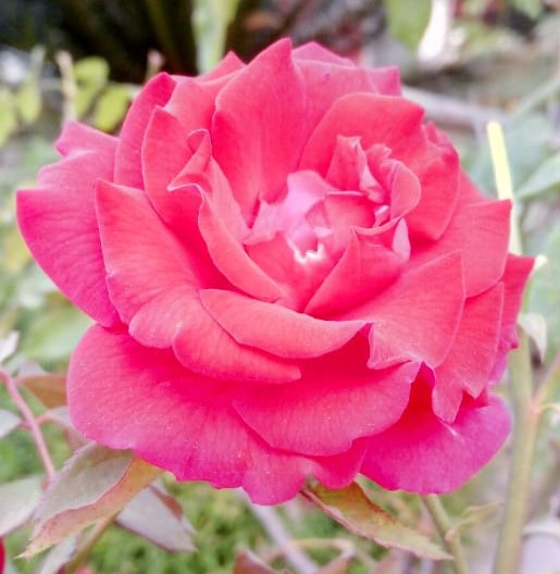 Rose flower 5