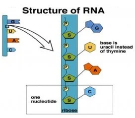 struktur rna