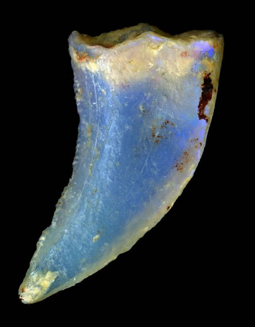 化石が宝石になる不思議で美しい現象opalised 【c】　ティラノサウルス系の牙がオパール化