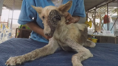 Street dog Half her face had been eaten by maggots