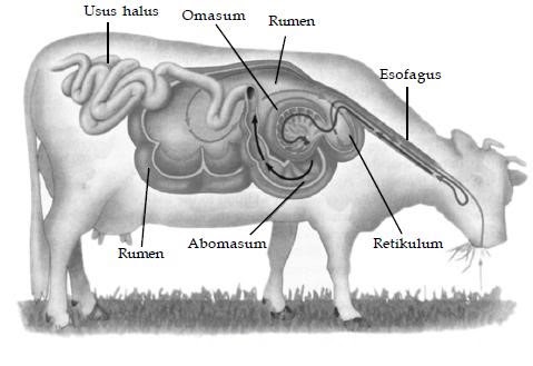 4 Perut  Pada Ternak Sapi dan Fungsinya SAKA DOCI