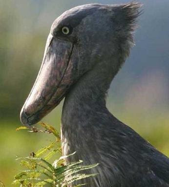 Shoebill