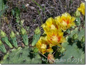 Lockhart State Park 052