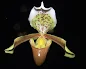Grow and care Paphiopedilum insigne orchid - The Splendid Paphiopedilum