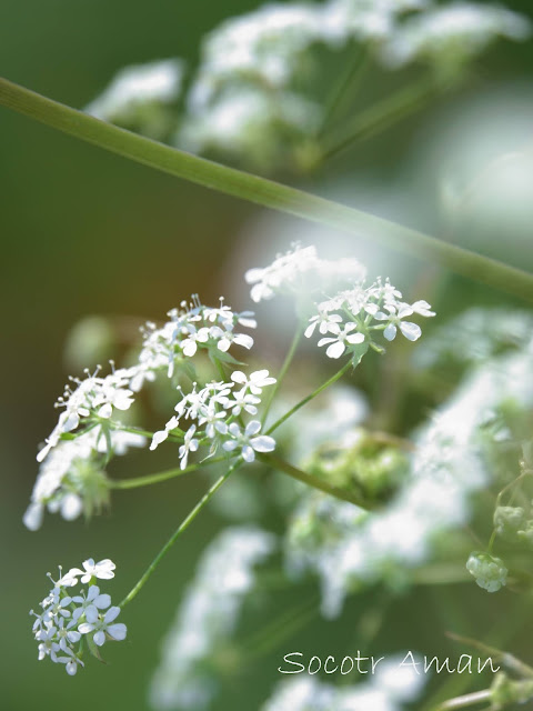 Angelica polymorpha