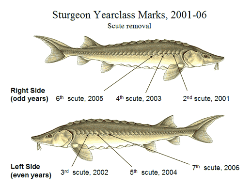 TNACI Field Notes: Lake sturgeon tagging