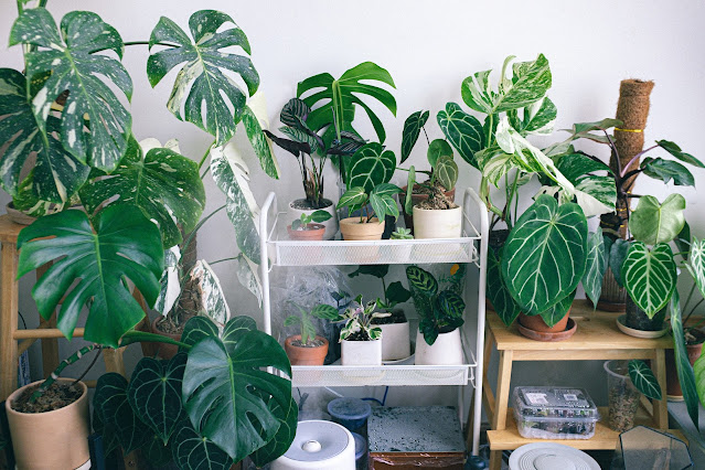 A grouping of thriving large indoor plants, adding lushness and elegance to an interior space